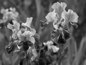 Flowers, Irises