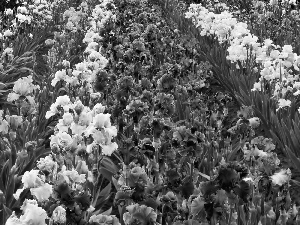 Garden, Irises