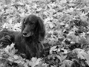 Irish Setter, Leaf