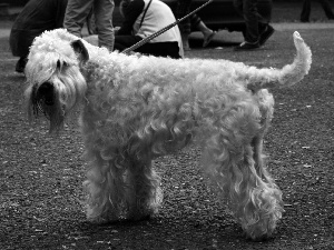 Irish Soft coated wheaten terrier