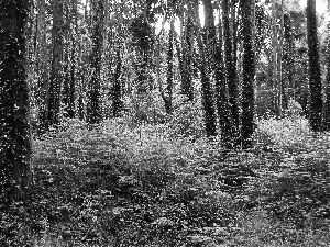 ivy, forest, Fern