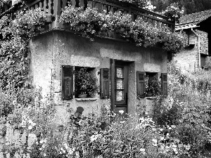 garden, Stone, ivy, geraniums, floral, Houses