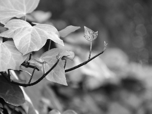 Leaf, ivy
