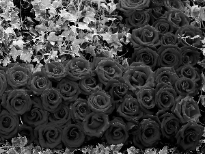 ivy, Red, roses
