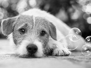 interesting eyes, dog, Jack Russell Terrier