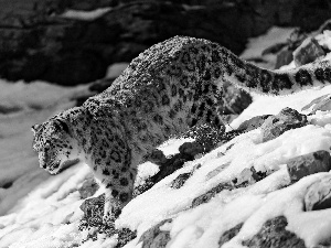 Snow leopard, snow, Stones