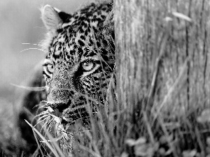 trees, Head, Jaguar, grass