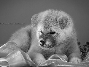 japanese, Puppy, Akita