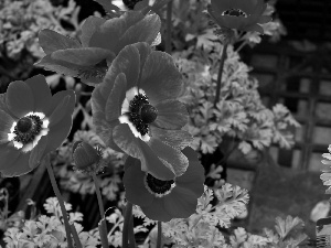 japanese, Red, anemone