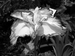 iris, japanese