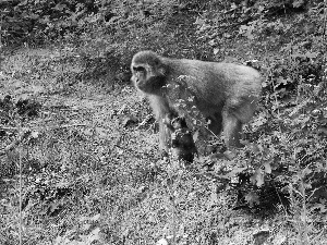 macaques, Japanese