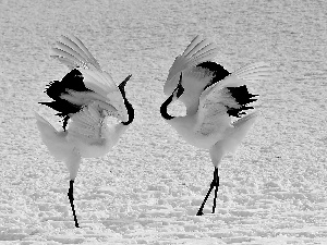 On The Snow, cranes, Japanese