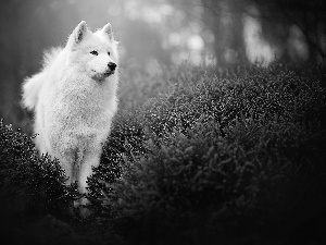 White, Japanese Spitz, heathers, dog