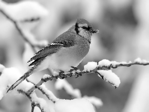 jay, winter, twig