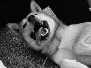 mouth, canines, Jindo, Tounge