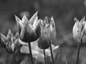 Tulips, jonquil