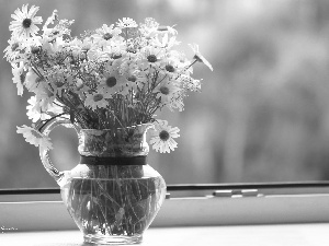 daisy, Flowers, jug, White