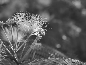 Albizia julibrissin, Colourfull Flowers, Buds