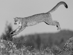 jump, cougar, rocks