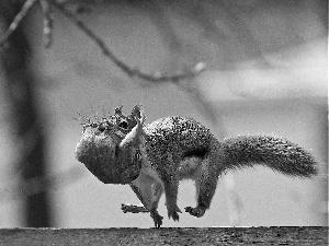 jump, squirrel, young