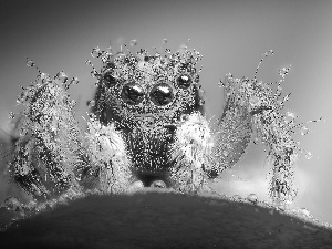 Jumping Spider, Close