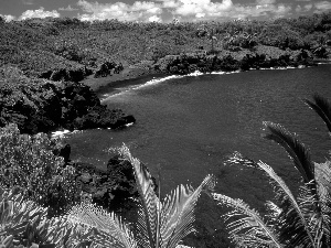 jungle, sea, Palms