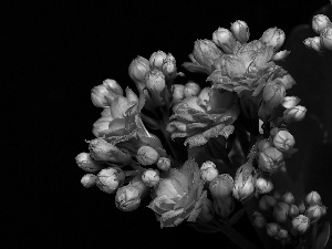 Flowers, Kalanchoe