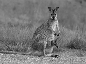 Kangaroo, kangaroo, small