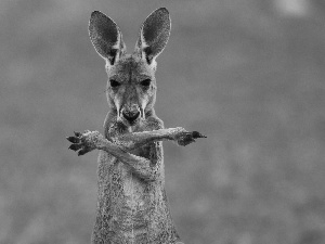 kangaroo