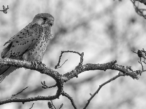 branch pics, Bird, kestrel