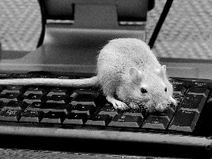 keyboard, rat