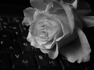 keyboard, Orange, rose