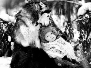 Siberian Husky, winter, Kid