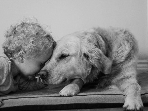 little doggies, doggy, Golden Retriever, Kid