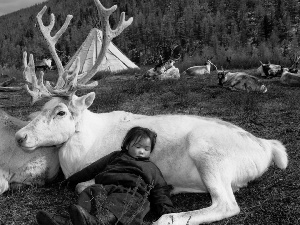 White, Sleeping, Kid, reindeer