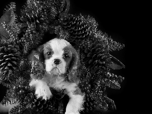 wreath, Puppy, Cavalier King Charles spaniel