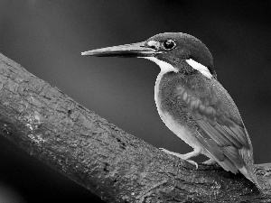 kingfisher, Beatyfull, Bird