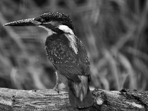 Bird, kingfisher