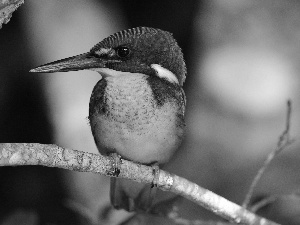 kingfisher