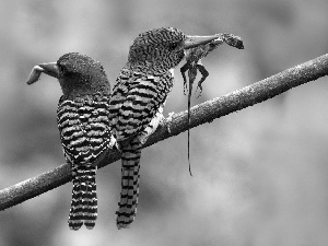 twig, Two cars, kingfishers