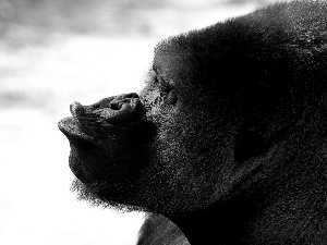 gorilla, kiss