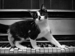 keyboard, black and White, kitten