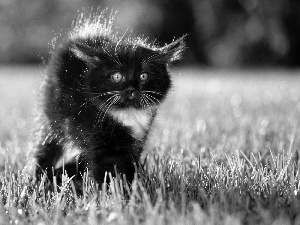 kitten, frightened, Black