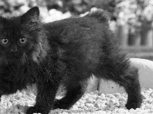 Norwegian Forest Cat, Black, kitten