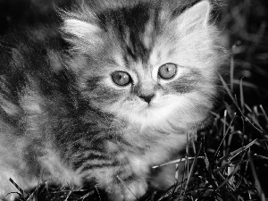 fluffy, kitten