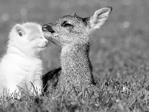 kitten, grass, fawn, White, small