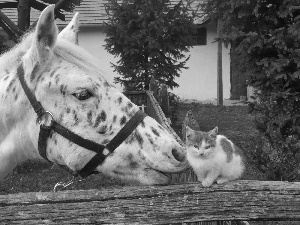 Horse, Fance, kitten, fence