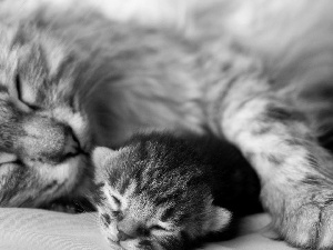 mother, kitten