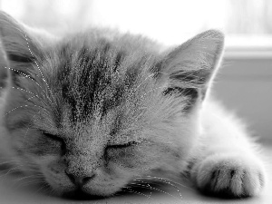 sleepy, kitten