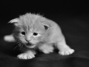small, kitten